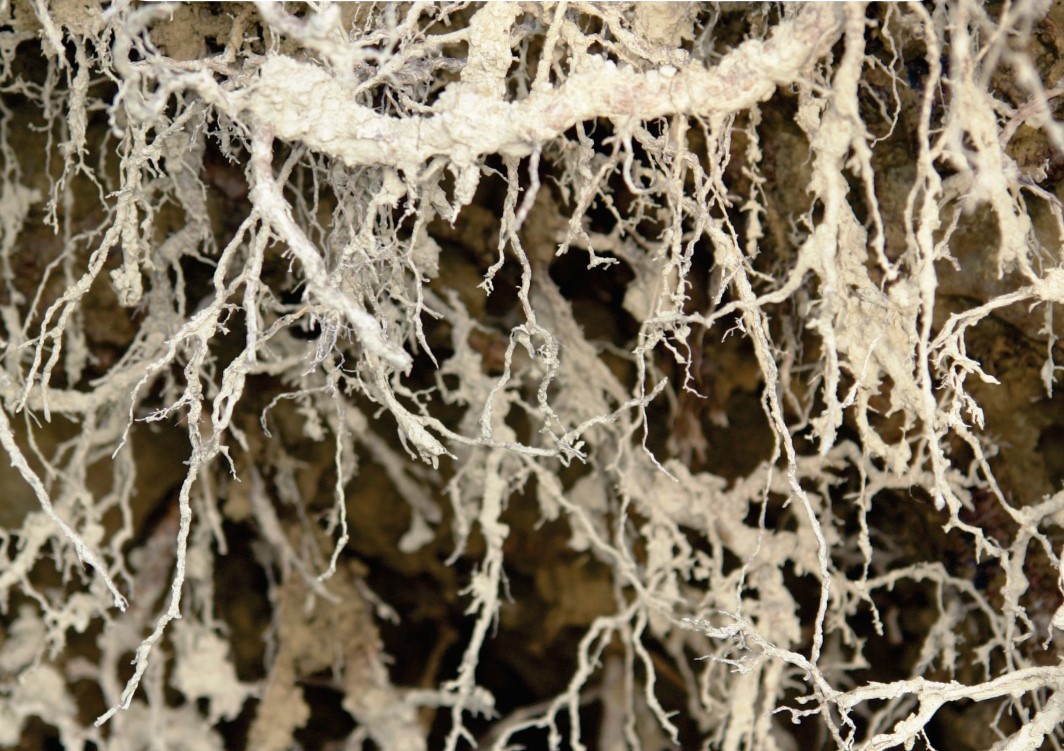 Root mycelium